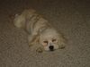 DSC00730.jpg