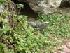 Filename=DSCF0095.jpg
Filesize=254KiB
Dimensions=800x600
Date added=Mar 11, 2018 DSCF0095.jpg