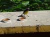 DSC00069.jpg