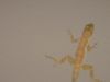 DSC00090.jpg